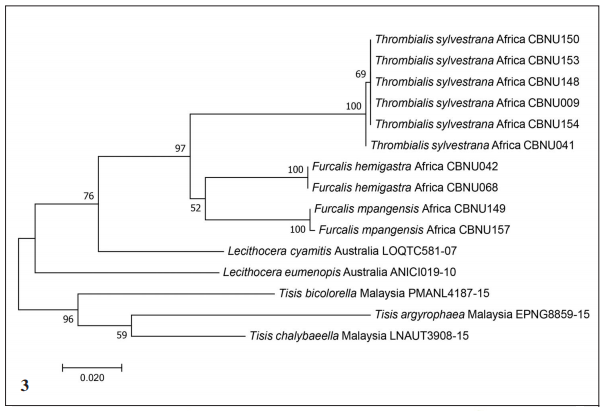 A maximum likelihood tree based on the COI sequences of two new species, with related genera.