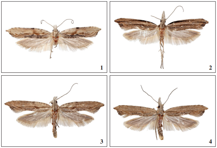 Adults Ypsolopha milfontensis Corley & Ferreira, sp. n.