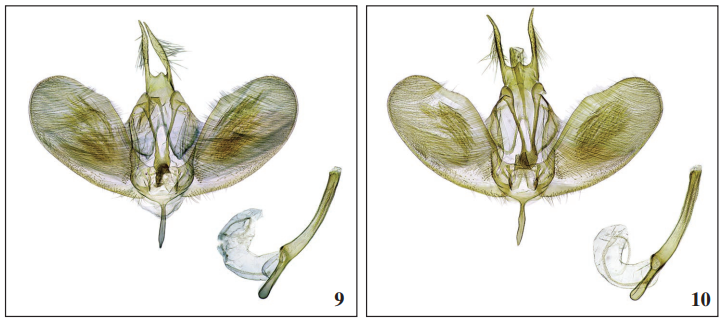 Male genitalia Ypsolopha milfontensis Corley & Ferreira, sp. n.