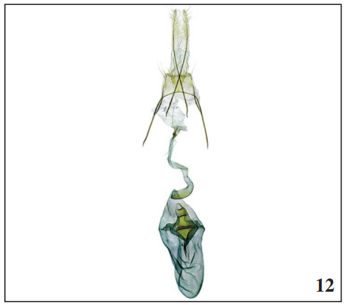 Female genitalia Ypsolopha milfontensis Corley & Ferreira sp. n.