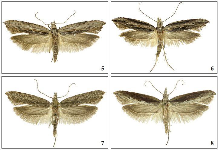 Ypsolopha instabilella (Mann).