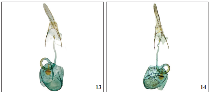 13. Female genitalia Ypsolopha milfontensis Corley & Ferreira sp. n., 14. Ypsolopha instabilella (Mann).
