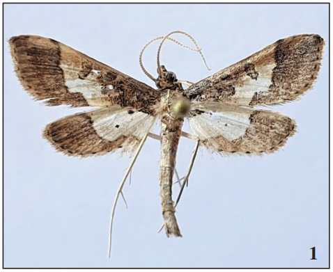 Hydriris ornatalis collected in Biokovo Natural Park.