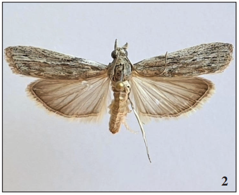 The species Amphithrix sublineatella.