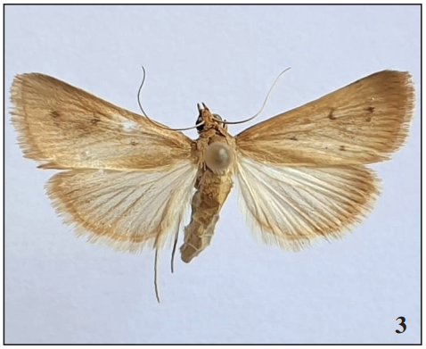 Achyra nudalis collected in Biokovo Natural Park.