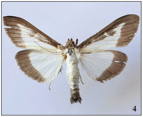 The box tree moth C. perspectalis, an invasive species on box tree Buxus spp. in Europe.