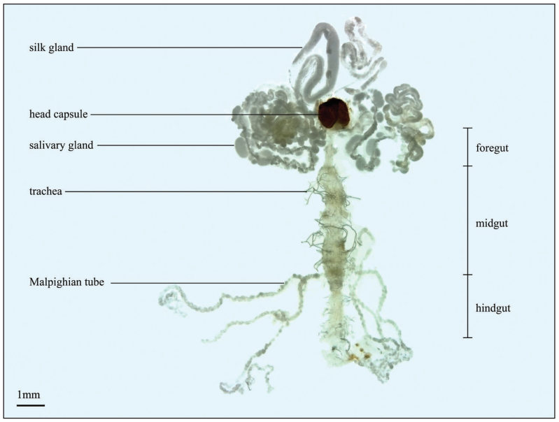 Schematic morphology of the digestive system of the 5th instar mature C sasakii larvae showing the divisions