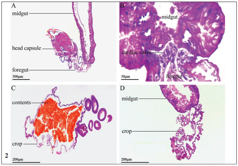 Histological sections of the foregut of C. sasakii
