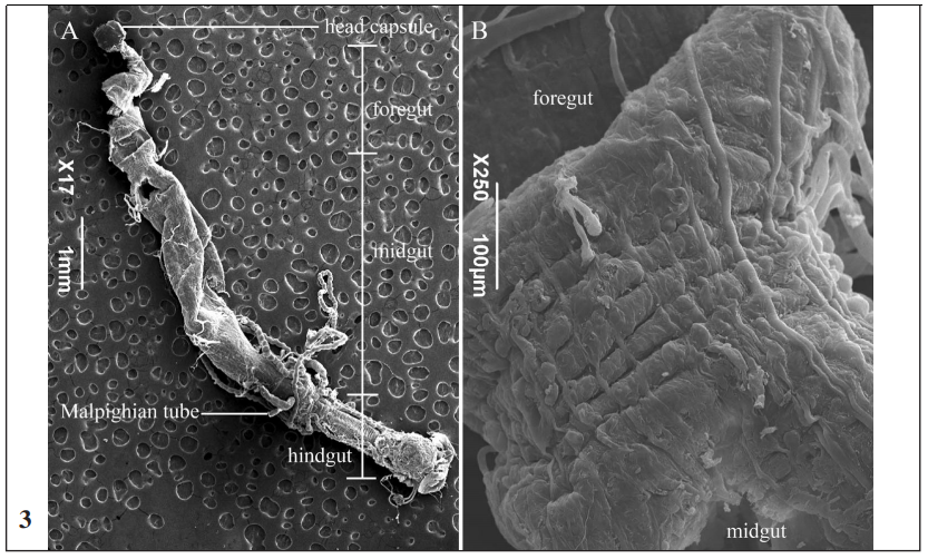 SEM micrographs of the boundary between the foregut and midgut of 5th  instar C. sasakii larvae. There is no gastric caecum.