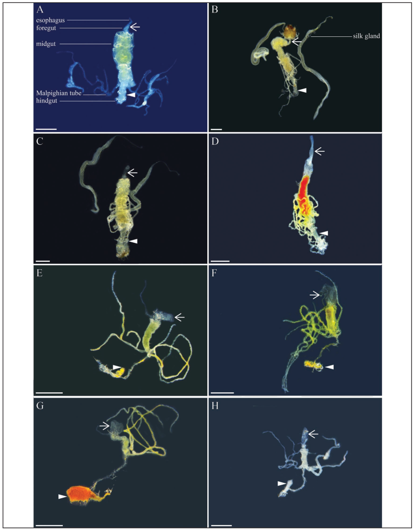 Morphology of the digestive tract at different developmental stages of C. sasakii.