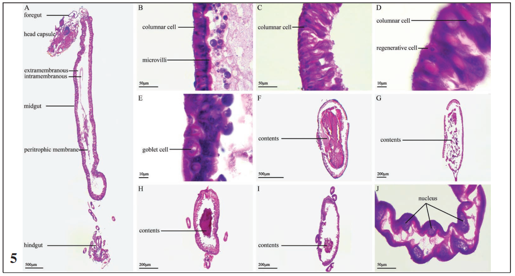 Morphological analysis of the midgut.