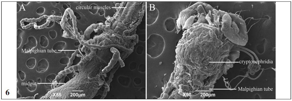 SEM micrographs of the Malpighian tube in C. sasakii. The cryptonephridium of mature C. sasakii larvae is revealed.