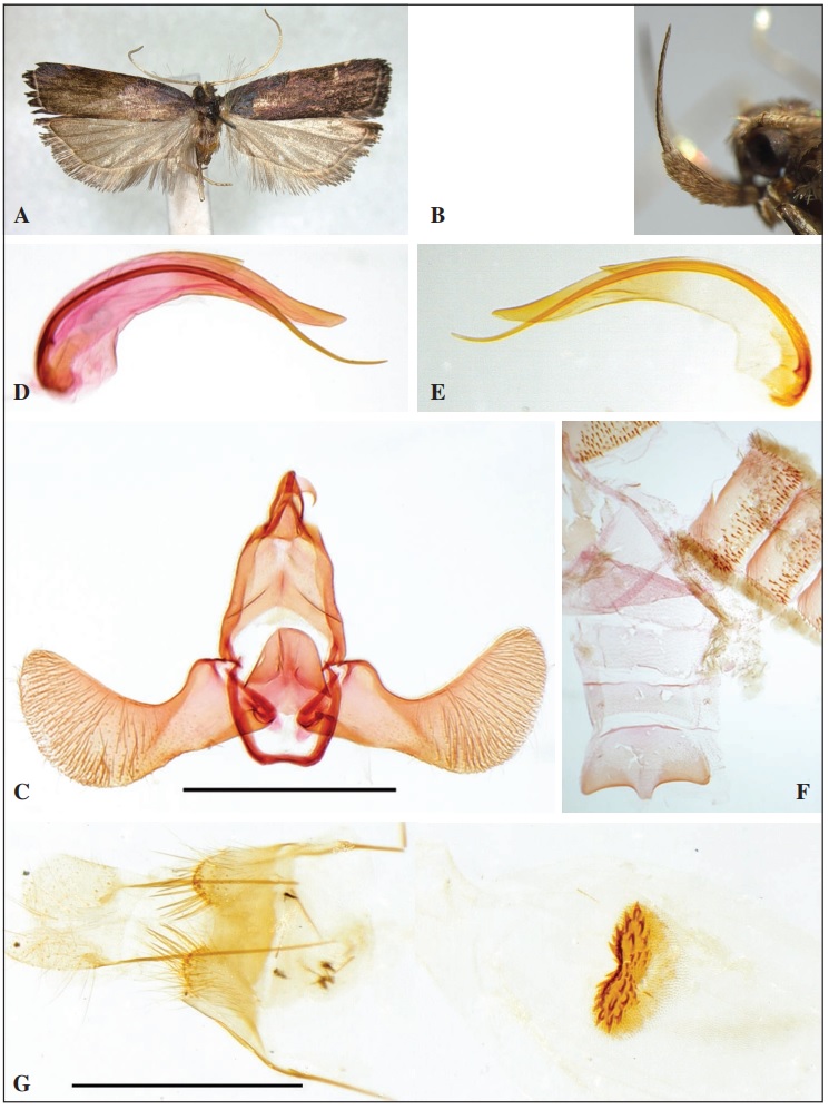 Lepidozonates verberis Park, sp. n.