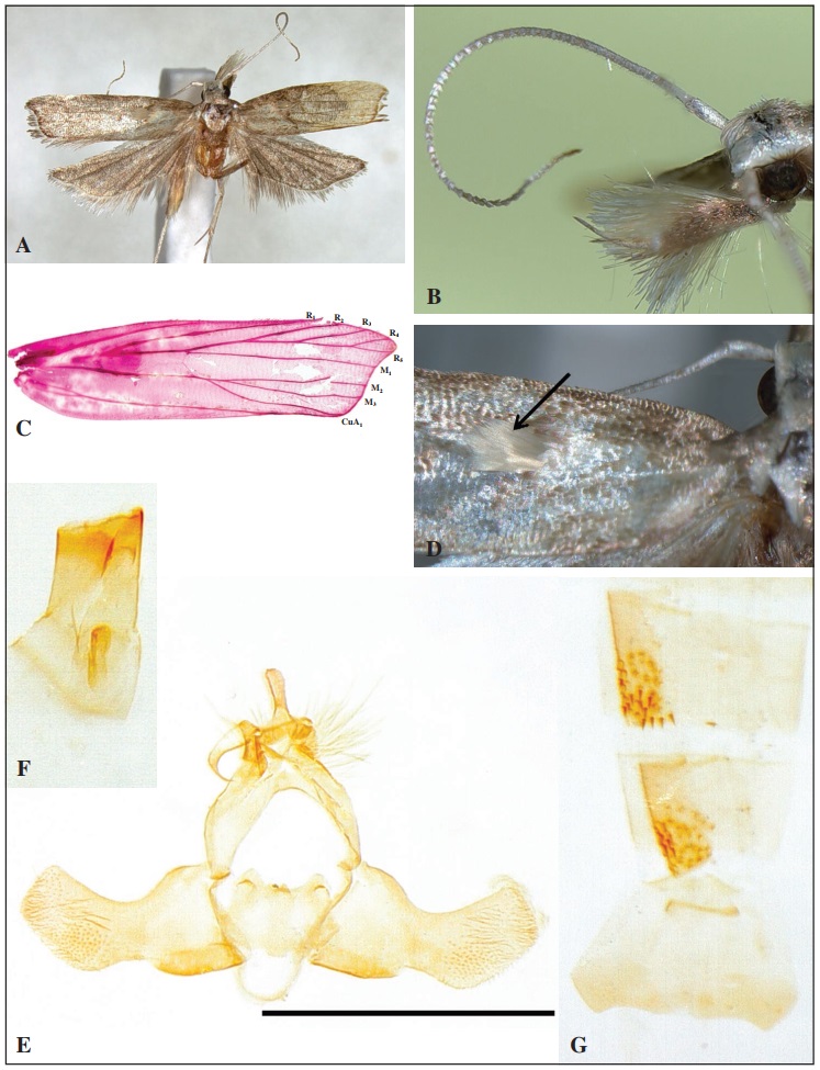 Torodora hispiduana Park, sp. n.