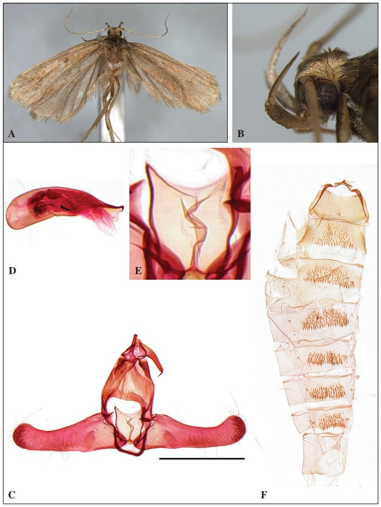 Eccedoxa lysimopa (Meyrick, 1933)