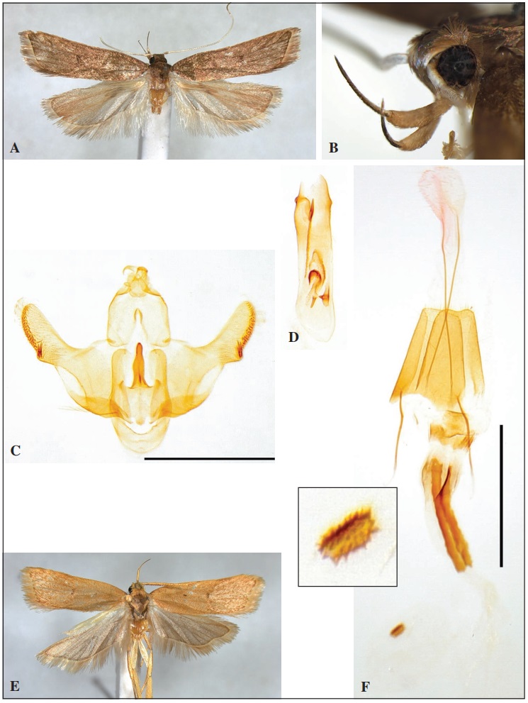 Lecithocera indanonensis Park, sp. n.