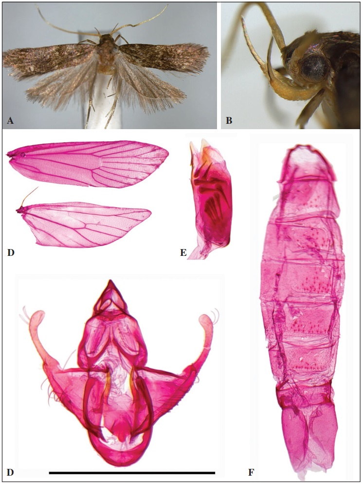 Opacoptera kerastiodes Park, sp. n.