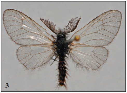 P. albida, Hautes-Alpes, Thus, Maruvert, 750 m, 09-V-2017, which was attracted to EFETOV-2 lure, photo Jean Raillot.