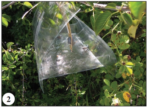 Catches of Rh. pruni in a Delta trap baited with R12, Hautes-Alpes, Remollon, 10-VII-2018, photo E. Drouet.