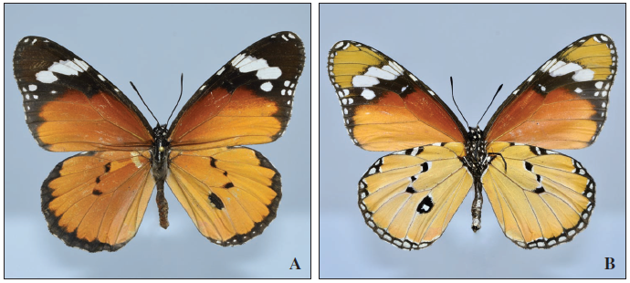 – A gynandromorph of Danaus chrysippus (L.) observed (Mallorca, Balearic Islands, Spain). Dorsal view is represented with A picture, while ventral view is represented with B picture