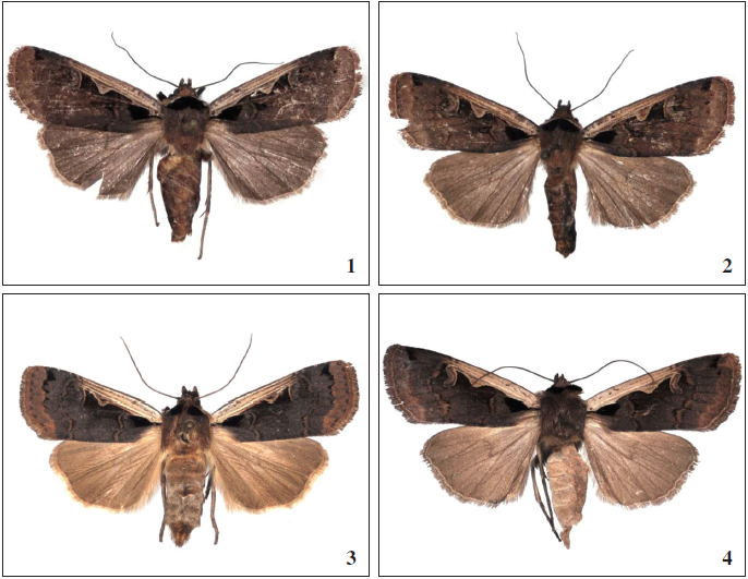 Dichagyris (Albocosta) spp., adults. 1. D. (A.) batanga Gyulai & Saldaitis, sp. n., HT,♀, China, Sichuan (coll. PGYM); 2. D. (A.) batanga Gyulai & Saldaitis sp. n., PT,♀, China, Sichuan (coll. AFM); 3. D. (A.) stentzi (Led.),♀, Russia, Far East, Vladivostok distr., Nachodka (coll. PGYM); 4. D. (A.) stentzi (Led.),♀, China, Sichuan, Chuan Zhusi/Huang Long, Juraka pass, (coll. PGYM).