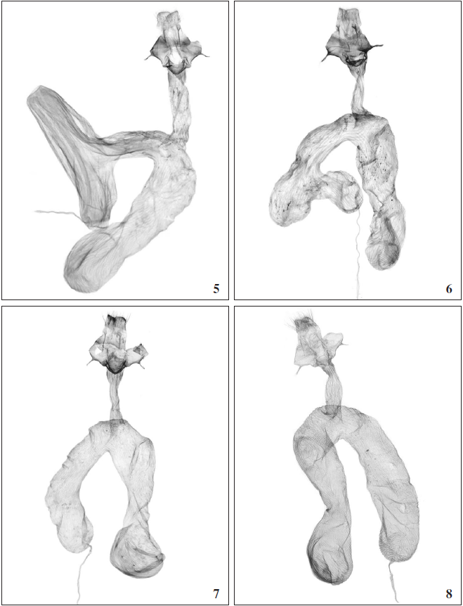 Dichagyris (Albocosta) spp., female genitalia; 5. D. (A.) batanga Gyulai & Saldaitis, sp. n., HT, China, Sichuan, GYP 5350 (coll. PGYM); 6. D. (A.) batanga Gyulai & Saldaitis, sp. n., PT, China, Sichuan GYP 5367 (coll. AFM); 7. D. (A.) stentzi (Led.), Russia, Far East, GYP 5432 (coll. PGYM); 8. D. (A.) stentzi (Led.), China, Sichuan GYP 3269 (coll. PGYM).
