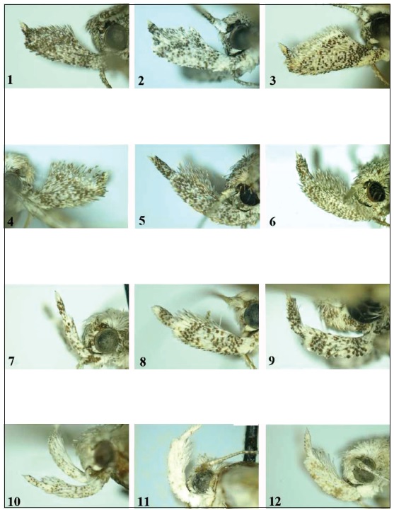 Holcophora spp., detail of external morphology. 1-12. Labial palpus. 1-2. H. hispanica Gastn& Vives, sp. n. 3-4. H. obtusipalpis (Wlsghm.). 5-6. H. statices (Stgr.). 7.H. centralasiae Bidzilya & Karsholt,sp. n. 8.H. inderskella (Car.). 9. H. rostrella Bidzilya & Sattler, sp. n. 10.H. molitor (Wlsghm.). 11-12. H.symmocella (Rbl.).