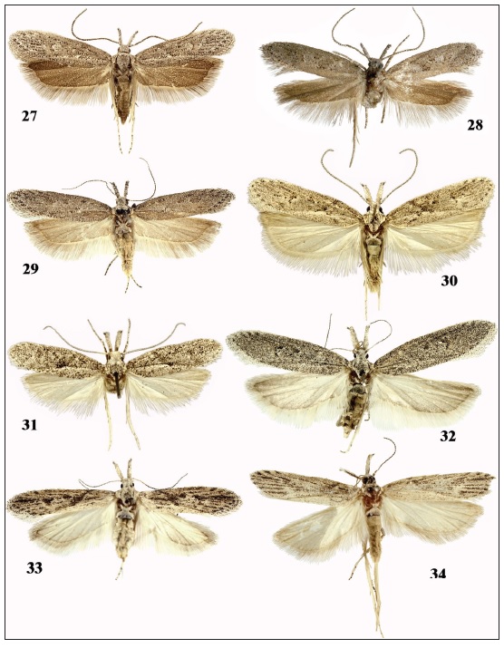 Holcophora spp., adults. 27-29.H. hispanica sp. n., Spain. 27. Alhama de Murcia, male (gen.slide 120/20OB). 28. Madrid, Aranjuez, El Regajal, 489 m, 14-IX-1980, Holotype, male (gen. slide 1619AV).29. Almera, Mini Hollywood, female (gen. slide 87/20OB). 30-34.H. obtusipalpis, Tunisia. 30. Oase Tozeur,male. 31. 15 km S of Hammamet, female (gen. slide 17/19OB). 32. Nefta, female (gen. slide 100/20OB). 33.Nefta, female (gen. slide 66/20OB). 34. Nefta, male (gen. slide 71/20OB).