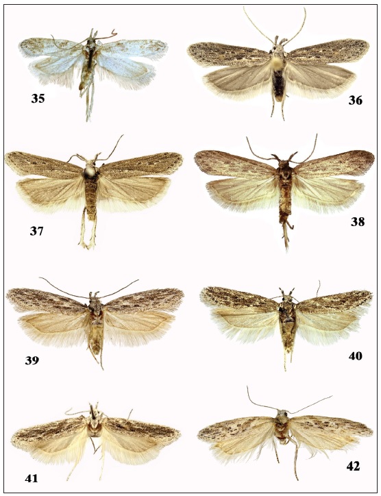 Holcophora spp., adults. 35. H. obtusipalpis, Tunisia, Gafsa, Syntype of Aponaea (sic!)pruinosella, male. 36-38. H. statices, Ukraine. 36. Odessa reg., male. 37-38. Crimea, Chauda, males. 39-41.H.centralasiae sp. n., Afghanistan 39. Holotype, male. 40. 22 km E of Kabul (gen. slide 64/18OB). 41. 10 kmNW of Kabul, male. 42.H. inderskella, Kazakhstan, Mynbulak, female (gen. slide 148/19OB).