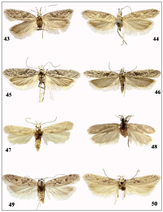 Holcophora spp., adults. 43-44. H. inderskella, 43. Tadzhikistan, Dzhar-Kurgan, female. 44.Tadzhikistan, Staraya Pristan’, female. 45-46.H. rostrella sp. n. 45. Turkmenistan, Repetek, male (gen. slide91/11OB). 46. Mongolia, Holotype, male. 47. H. symmocella, Sokotra, female. 48-50. H. molitor. 48. Yemen,Aden, holotype, male. 49-50. S Iran, Dalaki, 49. Female. 50. Male.