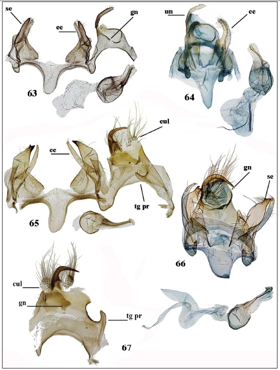 Holcophora spp., male genitalia. 63-64.H. centralasiae sp. n., Afghanistan, 63. Gen. slide55/18OB. 64. Gen. slide 124/20OB. 65-67.H. statices. 65. Crimea (gen. slide 49/03OB). 66. Russia,Stavropolskiy kray (gen. slide 123/20OB). 67. Ukraine, Donetsk reg. (gen. slide 25/21OB).