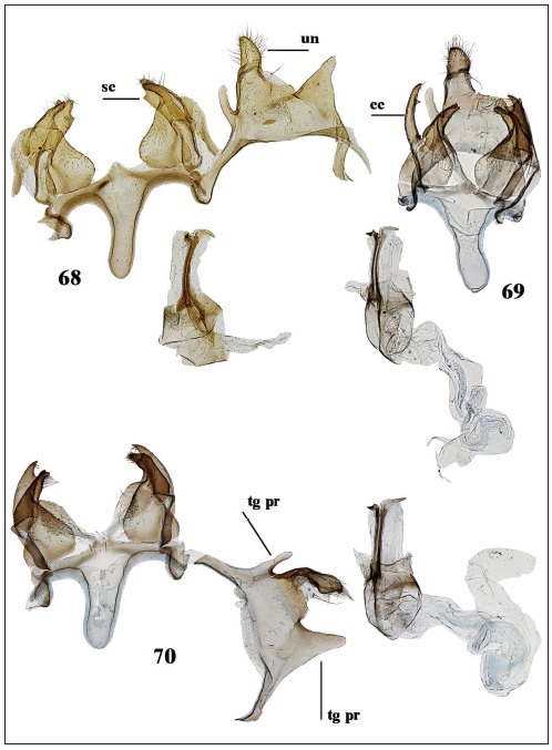 Holcophora inderskella, male genitalia. 68. Kazakhstan, Chundzha env. (gen. slide 48/03OB).69-70. Tadzhikistan, Staraya Pristan’. 69. Gen. slide 121/20OB. 70. Gen. slide 98/20OB.