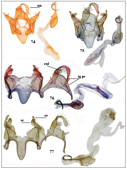 Holcophora spp., male genitalia. 74-76.H. molitor.74. Holotype, Aden (gen. slide 7071). 75.S Iran, Dalaki (gen. slide 83/20OB). 76. Bahrain (gen. slide 94/20OB). 77.H. symmocella, Sokotra (gen. slide94/11OB).