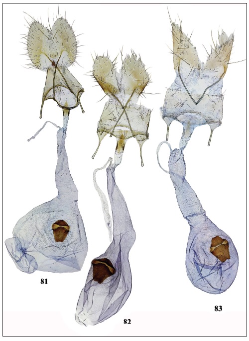 Holcophora obtusipalpis, female genitalia. 81. Tunisia, 15 km S of Hammamet (gen. slide179/19OB). 82. Tunisia, Nefta (gen. slide 66/20OB). 83. Spain, Canary Islands (gen. slide 151/19OB).