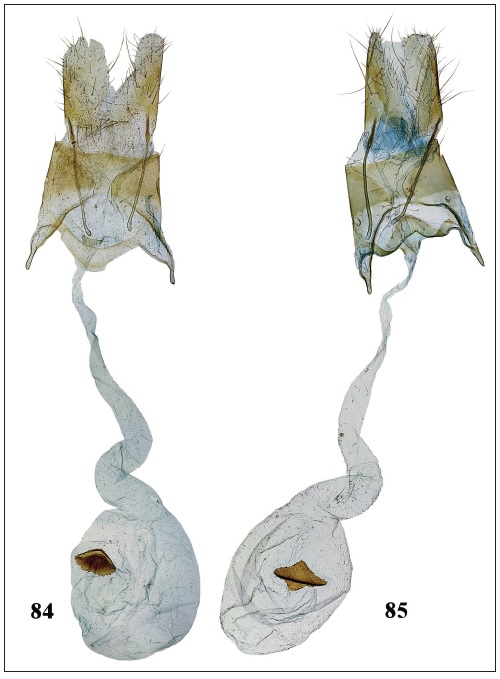 Holcophora statices, Ukraine, female genitalia. 84. Crimea, Chauda (gen. slide 48/03OB). 85.Crimea, Chauda (gen. slide 27/21OB).