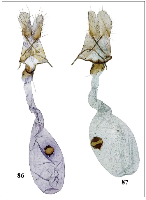 Holcophora inderskella, Kazakhstan, female genitalia. 86. Mynbulak (gen. slide 77/20OB).87. Kzyl-Orda (gen. slide 50/03OB).