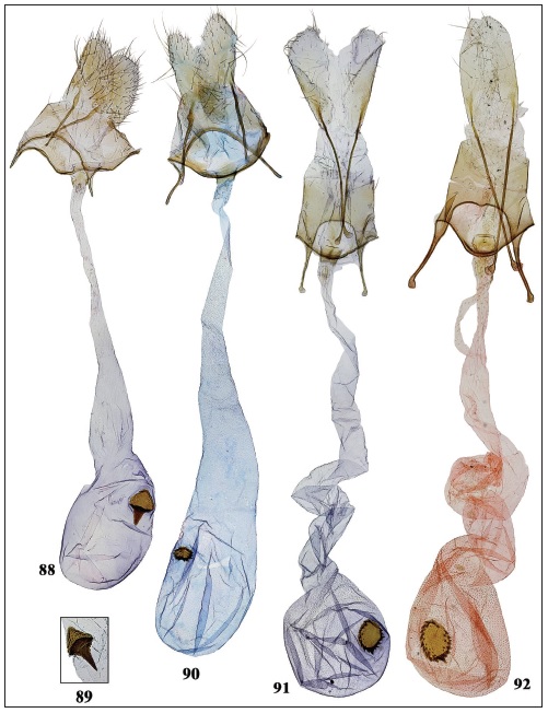 Holcophora spp., female genitalia. 88-90.H. centralasiae sp. n. 88. Pakistan, 80 km NWQuetta (gen. slide 359/19OB). 89. Signum, Afghanistan, 22 km E of Kabul (gen. slide 64/18OB). 90. Iran,Eifandagheh-Dji (gen. slide 32/21OB). 91-92.H. rostrella sp. n. 91. Kazakhstan, Mynbulak (gen. slide77/20OB). 92. Turkmenistan, Repetek (gen. slide 91/11OB).