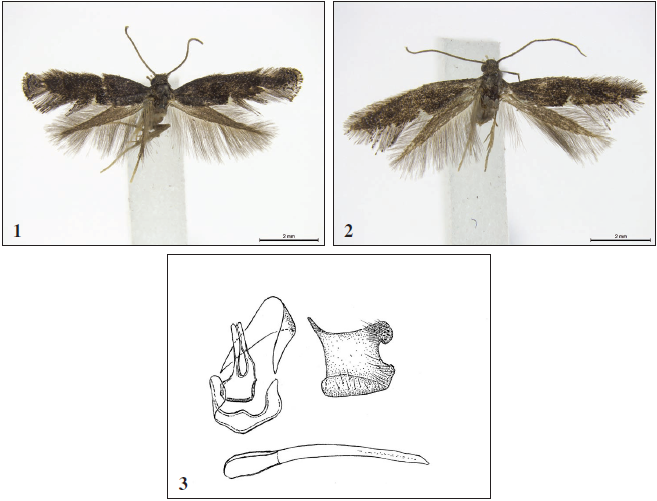 1.Tinagma armeniacum Gaedike, sp. n., ♂ holotype. 2. Tinagma armeniacum Gaedike, sp. n.,  ♂ paratype. 3. Tinagma armeniacum Gaedike, sp. n., ♂, andropigio.