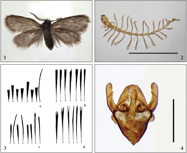 1-2. Reisseronia (Reisseronia) hellersi Sobczyk & Werno, sp. n. ♂: 1. Holotype. 2. Antennae paratype (scale 1.0 mm). 3. Forewing scales between apical discal cell and termen, forewing fringes between veins r3 and m2+m3: Reisseronia (Reisseronia) hellersi Sobczyk & Werno, sp. n. a. scales, b. fringes; Reisseronia (Reisseronia) tarnierella (Bruand, 1850) c. scales, d. fringes. 4.Reisseronia (Reisseronia) hellersi Sobczyk & Werno, sp. n. genitalia paratype (GU 139-2020 Sobczyk) (scale 0.5 mm).