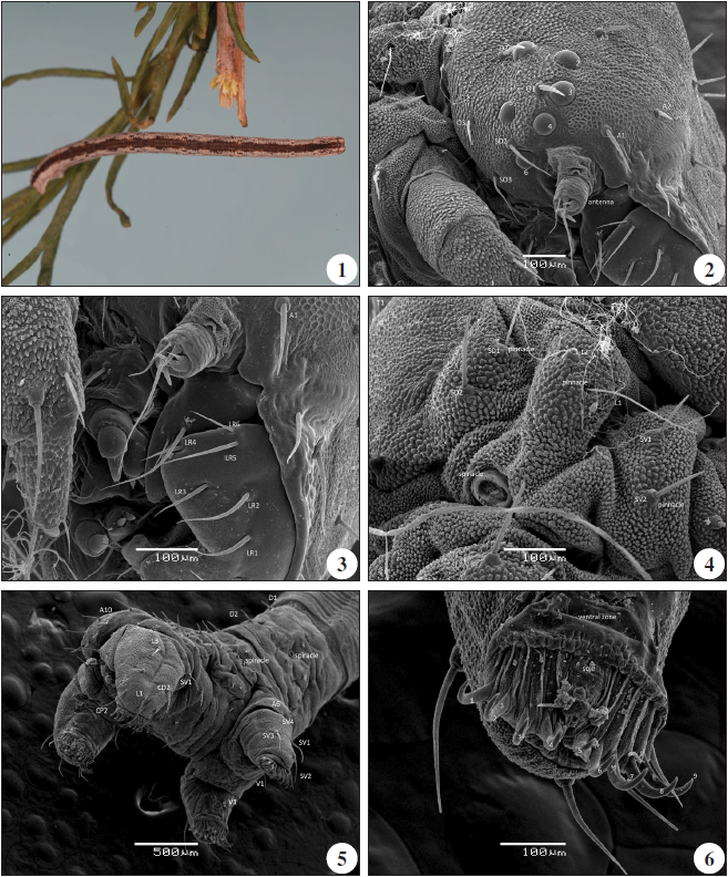 1.Scopula (Glossotrophia) rufomixtaria (Graslin, 1863): L5 larva (V-2008, Ciempozuelos in Gypsophila struthium) (photo: Jos Martn Cano). 2.Scopula (Glossotrophia) rufomixtaria (Graslin, 1863): larva L4: cephalic capsule, lateral view (26-III-2006), Ciempozuelos in G. struthium. 3.Scopula (Glossotrophia) rufomixtaria (Graslin, 1863): L4: labrum; corresponding setae; lateral view (26-III-2006, Ciempozuelos). 4. Scopula (Glossotrophia) rufomixtaria (Graslin, 1863): L4: thoracic region (T1); corresponding setae. 5. Scopula (Glossotrophia) rufomixtaria (Graslin, 1863): A10 anal shield; A6, A10 prolegs, anterior; latero-ventral view; corresponding setae. 6.Scopula (Glossotrophia) rufomixtaria (Graslin, 1863): A6 pro-leg, ventral view; crochets.