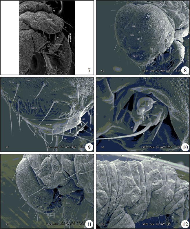 7.Scopula (Glossotrophia) asellaria dentatolineata Wehrli, 1926: larva: L5: abdominal region; A10; prolegs; corrresponding setae. 8.Scopula (Glossotrophia) asellaria dentatolineata Wehrli, 1926: larva: L5: cephalic capsule; latero-ventral view; corresponding setae. 9.Scopula (Glossotrophia) asellaria dentatolineata Wehrli, 1926: larva: L5: labrum; positioning of setae. 10.Scopula (Glossotrophia) asellaria dentatolineata Wehrli, 1926: larva: L5: antenna; lateral view. 11.Scopula (Glossotrophia) asellaria dentatolineata Wehrli, 1926: larva: L5: cephalic capsule; thoracic region T1; corresponding setae; lateral view. 12. Scopula (Glossotrophia) asellaria dentatolineata Wehrli, 1926: larva: L5: abdominal region; A6-A10; prolegs; corrresponding setae.
