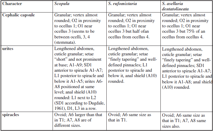 Chaetotaxy: comparisons with larvae of Scopula Schrank, 1802 according to SINGH (1951) with S. rufomixtaria and S. asellaria dentatolineata