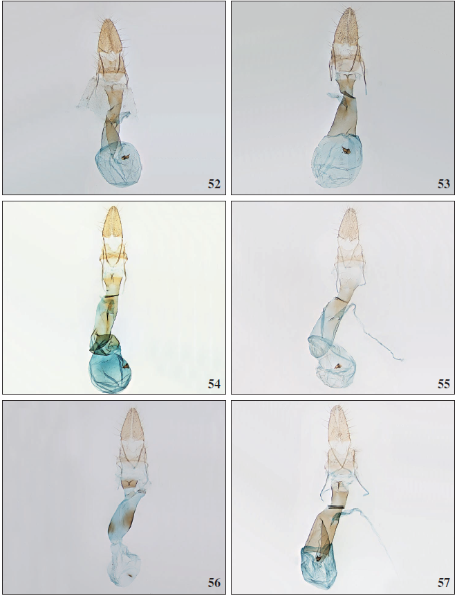 52. Apatema helleri (Rebel, 1910), ♀, Gran Canaria, GP2812PF. 53. Apatemasallyae Falck & Karsholt, sp. n., ♀, Gran Canaria, GP2813PF. 54. Apatemamixtum Falck & Karsholt, sp. n., ♀, Tenerife, GP2801PF. 55. Apatema fasciata (Stainton, 1859), ♀, Gran Canaria, GP3194PF. 56. Apatema coarctella (Rebel, 1896), ♀, Tenerife, GP3212PF. 57.Apatema junnilaineniVives, 2001, ♀, Gran Canaria, GP3186PF.