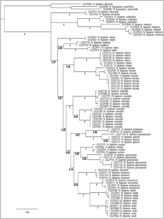 Consensus tree from the 10 million generation analysis in MrBayes with 25% burnin of the DNAbarcodes of the Apatema species occurring in the Canary Island. Numbers below the branches are posterior probability values.