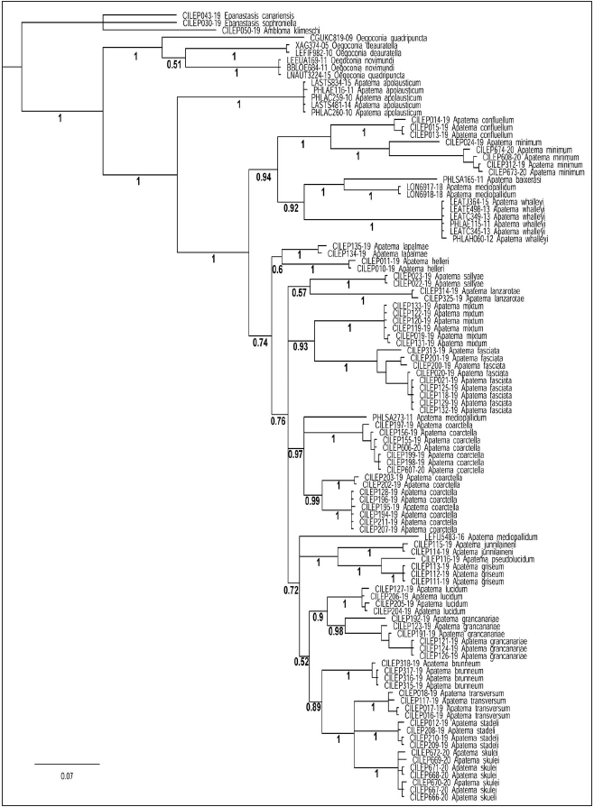 Consensus tree from the 20 million generation analysis in MrBayes with 25% burnin of all available DNA-barcodes of Apatema species. Numbers below the branches are posterior probability values.