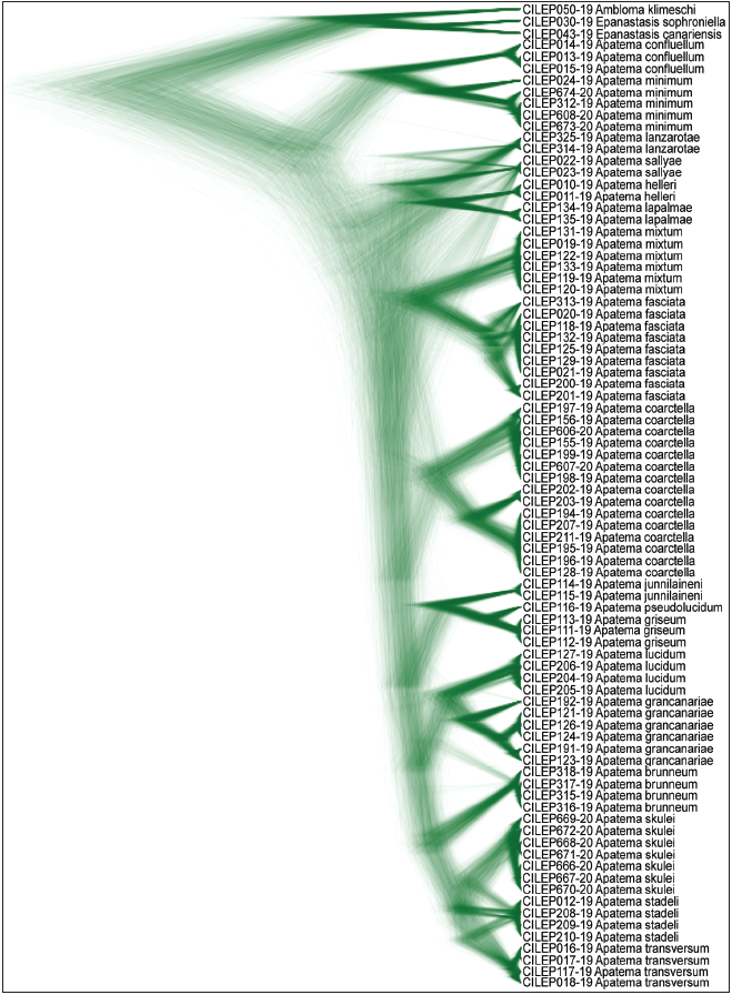 DensiTree rendering of the 10 million generation analysis in BEAST with 25% burnin of the DNAbarcodes of the Apatema species occurring in the Canary Island.