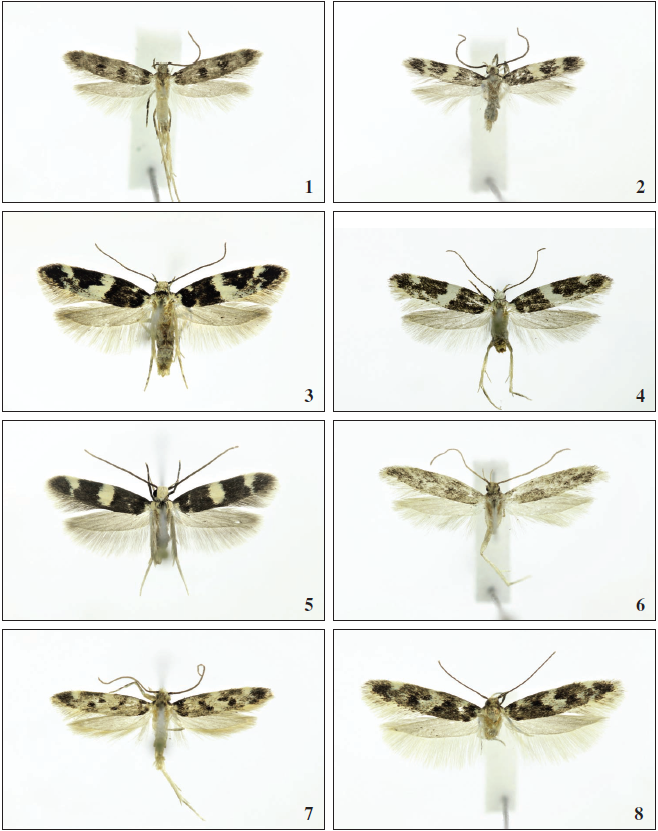 1.Apatema confluellum Falck & Karsholt, sp. n., ♂, Tenerife, 9 mm. 2.Apatemaminimum Falck & Karsholt, sp. n., ♂, Lanzarote, 7 mm. 3.Apatema lapalmae Falck & Karsholt, sp. n., ♀, La Palma, 14 mm. 4.Apatema helleri (Rebel, 1910), ♂, Gran Canaria, 14 mm. 5.Apatema sallyae Falck & Karsholt, sp. n., ♂, Gran Canaria, 12 mm. 6.Apatema lanzarotae Falck & Karsholt, sp. n., ♂, Lanzarote, 11 mm. 7.Apatema mixtum Falck & Karsholt, sp. n., ♂, Tenerife, 12 mm. 8.Apatema mixtum Falck & Karsholt, sp. n., ♀, Tenerife, 15.5 mm.