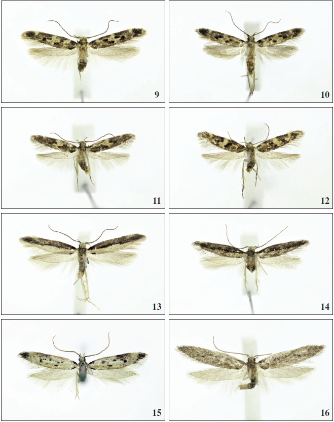 9.Apatema fasciata (Stainton, 1859), ♀, Gran Canaria, 11.5 mm. 10.Apatemafasciata (Stainton, 1859), ♀, Fuerteventura, 11 mm. 11.Apatema coarctella (Rebel, 1896), ♀, Tenerife, 9 mm. 12.Apatema coarctella (Rebel, 1896), ♀, Fuerteventura, 8 mm. 13. Apatema junnilaineni Vives, 2001, ♂, Gran Canaria, 14,5 mm. 14. Apatema junnilaineni Vives, 2001, ♀, Gran Canaria, 11 mm. 15. Apatema pseudolucidum Falck & Karsholt, sp. n., ♂, Gran Canaria, 13.5 mm. 16.Apatema griseum Falck & Karsholt, sp. n., ♂, Gran Canaria, 14.5 mm.