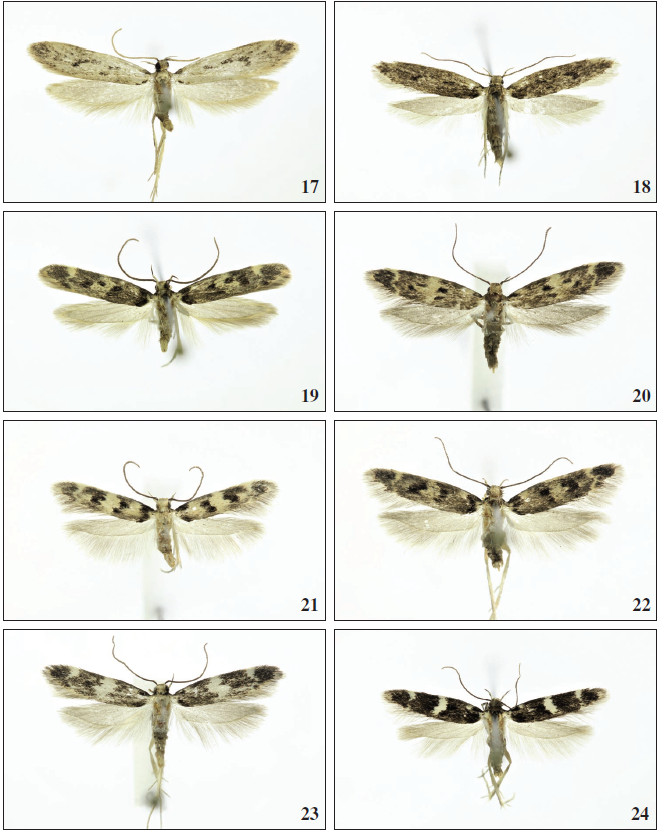 17.Apatema lucidum Walsingham, 1908, ♂, Tenerife, 17 mm. 18.Apatemalucidum Walsingham, 1908, ♀, Tenerife, 14 mm. 19. Apatema grancanariae Falck & Karsholt sp. n., ♂, Gran Canaria, 15 mm. 20.Apatema brunneum Falck & Karsholt, sp. n., ♀, Tenerife, 11.5 mm. 21.Apatema transversum Falck & Karsholt, sp. n., ♂, Gran Canaria, 10 mm. 22.Apatema transversum Falck & Karsholt, sp. n., ♀, Gran Canaria, 12 mm. 23.Apatema stadeli Falck & Karsholt, sp. n., ♂, Tenerife, 12.5 mm. 24.Apatema stadeli Falck & Karsholt, sp. n., ♀, Tenerife, 12 mm.