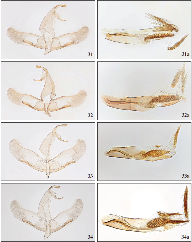 31. Apatema lapalmae Falck & Karsholt, sp. n., ♂, La Palma, GP3205PF. 31a. Phallus, La Palma, GP3205PF. 32.Apatema helleri (Rebel, 1910), ♂, Gran Canaria, GP2779PF. 32a. Phallus, Gran Canaria, GP2779PF. 33.Apatemasallyae Falck & Karsholt, sp. n., ♂, Gran Canaria, GP3206PF. 33a. Phallus, Gran Canaria, GP2777PF. 34.Apatema lanzarotae Falck & Karsholt, sp. n., ♂, Lanzarote, GP3220PF. 34a. Phallus, Lanzarote, GP3221PF.